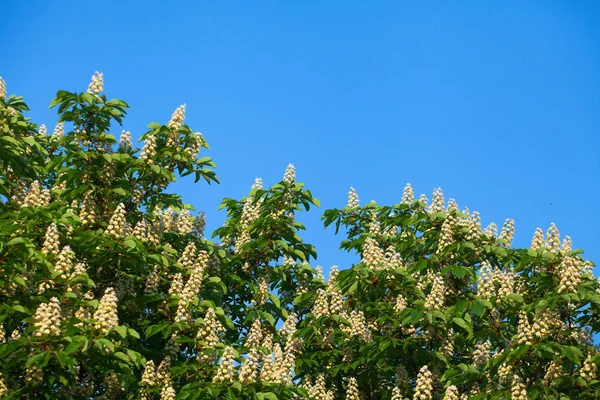 Bir bulut ile mavi gökyüzüne karşı beyaz kestane çiçeklenme