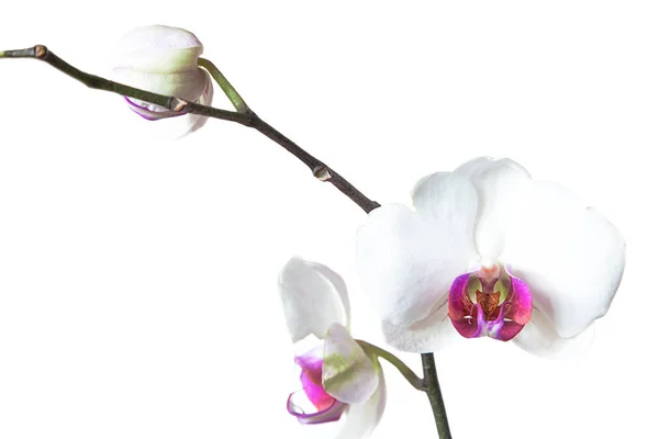 orkide beyaz arkaplanda izole edildi