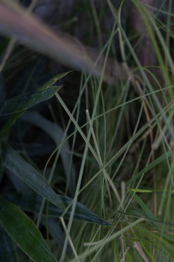 Tropikal otlar yakın çekim deseni bırakır