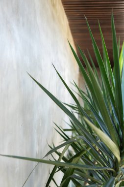 Büyük tropik palmiye yaprakları yakın çekim deseni