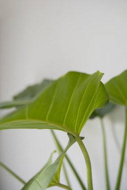 Beyaz duvarın önünde yeşil yaprak
