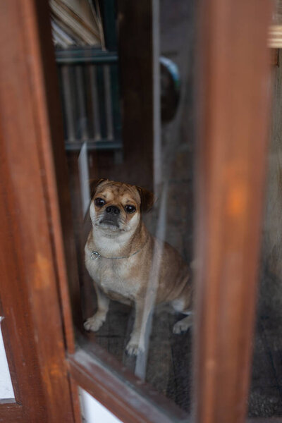  dog in a window