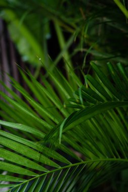 yeşil yaprak deseni kapat 