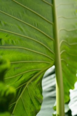 yeşil yaprak deseni kapat 