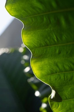 yeşil yaprak deseni kapat 