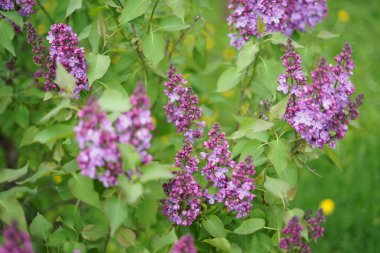 Bulanık arkaplanda yeşille mor çiçekler