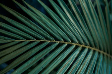 yeşil yaprak deseni kapat 