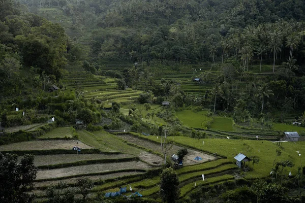 Rice Field View Top — Stock Photo, Image