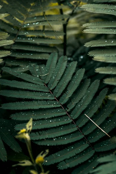 Vert Motif Feuille Fermer — Photo