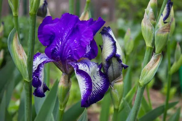 Vitvioletta Iris Vårträdgården — Stockfoto