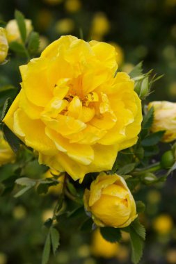 Çiçek açan sarı gül çalılarının yakınına.