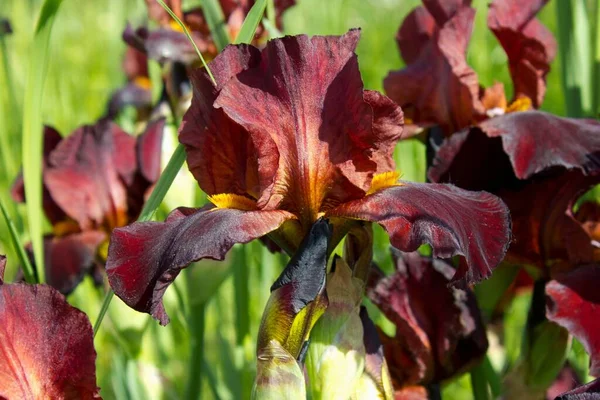 Bahçedeki Kahverengi Irislere Yakın — Stok fotoğraf