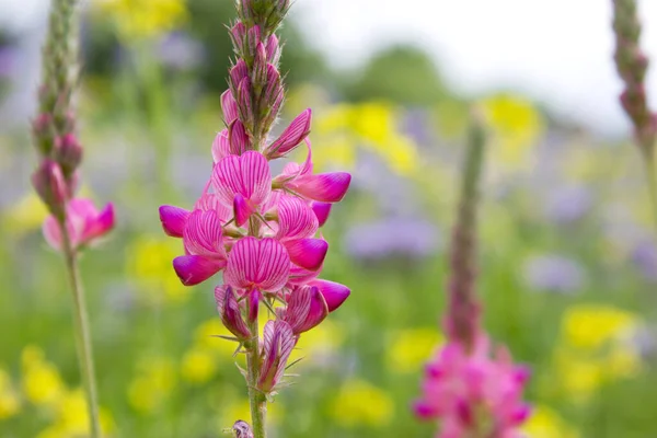 Färgglada Blommor Ren Äng — Stockfoto