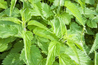 Arka plan - arka plan ısırgan otu ısırgan