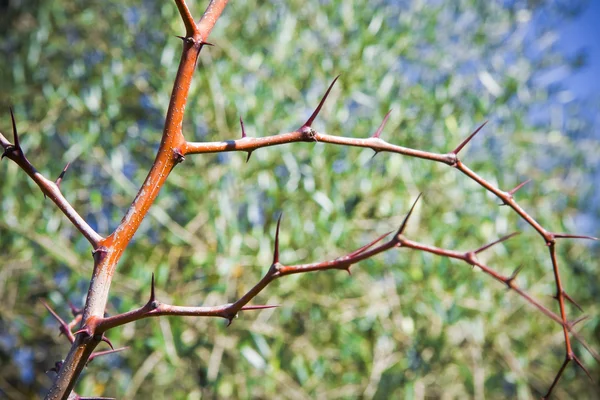 De stengel van een plant met doornen — Stockfoto