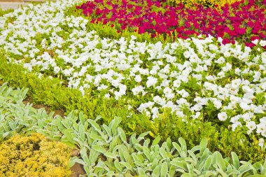 Flowerbed ince beyaz ve pembe çiçekler ile tedavi