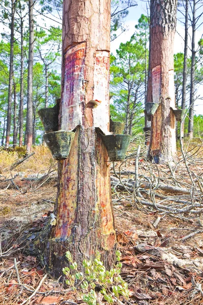 Extraction of natural resin from pine tree trunks — Stock Photo, Image