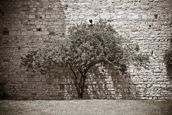 Ізольоване дерево повертається до старої кам'яної стіни — стокове фото