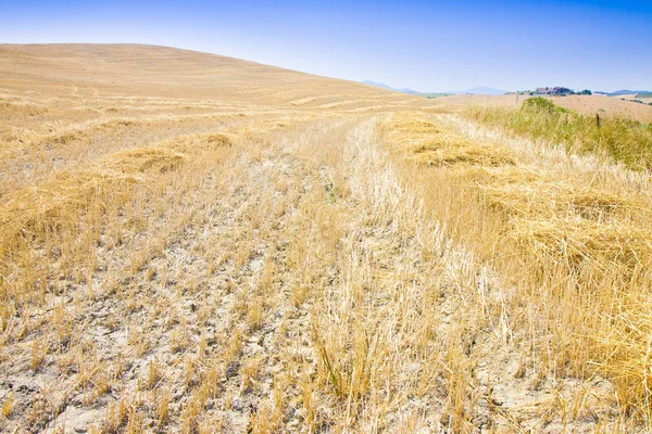 Campo de trigo en la campiña de Toscana (Italia ) — Foto de Stock