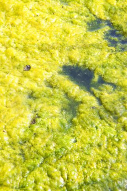 Stagnant water background with algae emerging on surface clipart