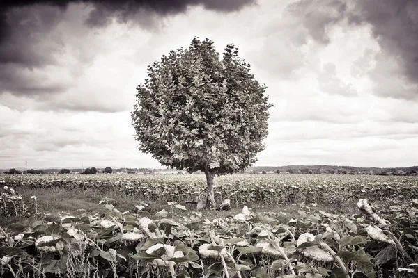 Isolated tree in a sunflowers field - toned image — Stock Photo, Image