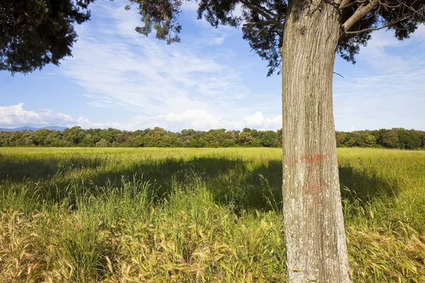 Tuscany platteland met cypress stam op de voorgrond — Stockfoto
