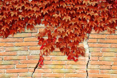 Cracked brick wall with red climbing ivy - image with copy space clipart
