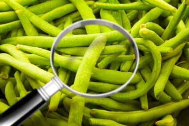 Taze taze fasulyelerin kalite kontrolü - Haccp (Tehlikeli Anal