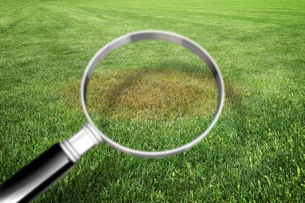 Lupe mit grünem Gras Hintergrund - Gras Krankheit con — Stockfoto