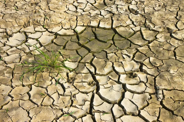 被太阳烧毁的肥沃土地 — 图库照片