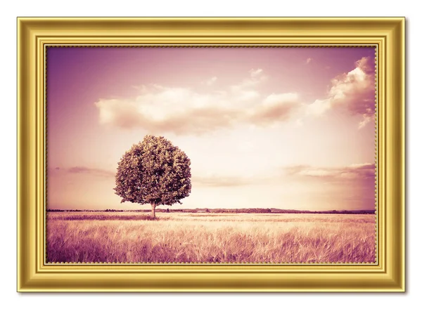 Isolierter Baum in einem Weizenfeld der Toskana - (Toskana - Italien) - Holz — Stockfoto