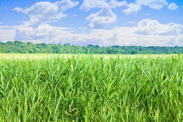 Verde hierba silvestre en el fondo del cielo - imagen con espacio de copia — Foto de Stock