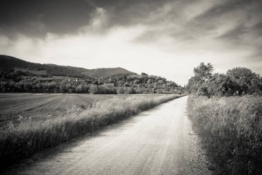 Toskana kırsalında bir patika (İtalya - Pisa - Vicopisano)