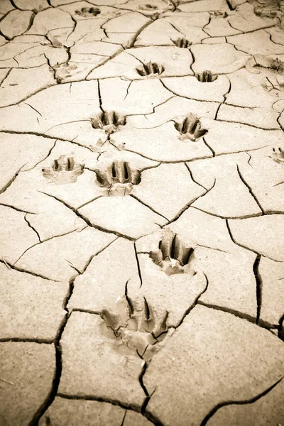 Pegada Deixada Uma Areia Enlameada Por Uma Pata Cachorro Pequeno — Fotografia de Stock