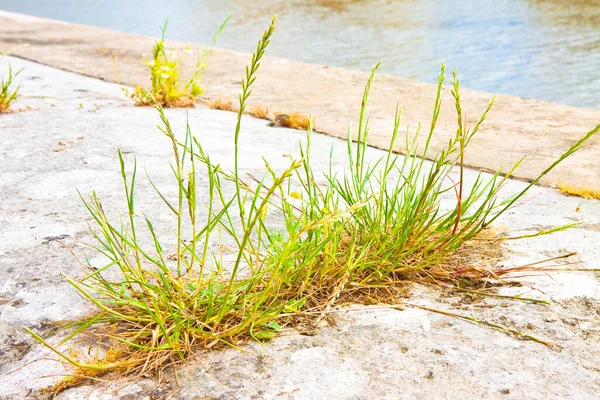 Planten Van Gras Wortelen Een Scheur Van Een Betonnen Muur — Stockfoto