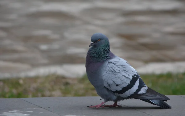 gray dove on the ground