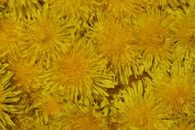 sarı karahindibaların arkaplan resmi