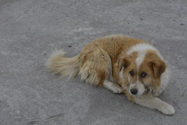Anjing Cacat Dengan Kaki Diamputasi — Stok Foto