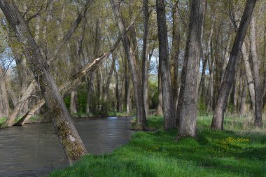 bahar ormanı, manzara ve çiçekler