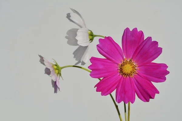 Buquê Flores Diferentes — Fotografia de Stock