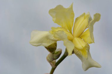 Gri arkaplandaki irisler