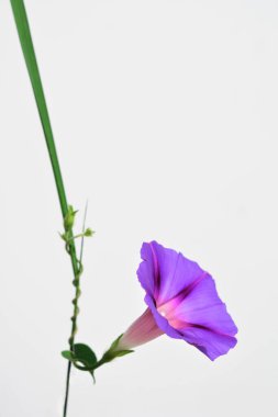 Gri bir güvertede menekşe çiçeği