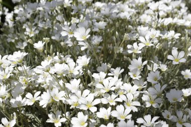 Yasolka (lat. - Caryophyllaceae (Karyophyllaceae) familyasından bir bitki cinsi. Saplı bir çiçeğin küçük beyaz çiçekleri. Düşük büyüyen daimi bitki.