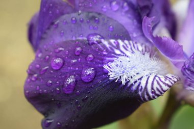 Mor bir iris çiçeğinin yapraklarında yağmur damlaları.