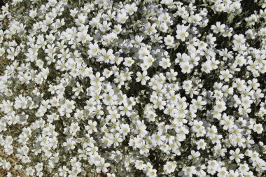 Yasolka (lat. - Caryophyllaceae (Karyophyllaceae) familyasından bir bitki cinsi. Saplı bir çiçeğin küçük beyaz çiçekleri. Düşük büyüyen daimi bitki.