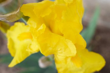 Güzel sarı iris çiçeği yeşil yapraklara karşı Bahçenin üst manzarasında.