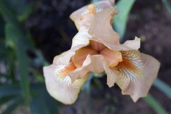 美丽的米黄色虹膜花朵映衬着花园顶部的绿叶 — 图库照片