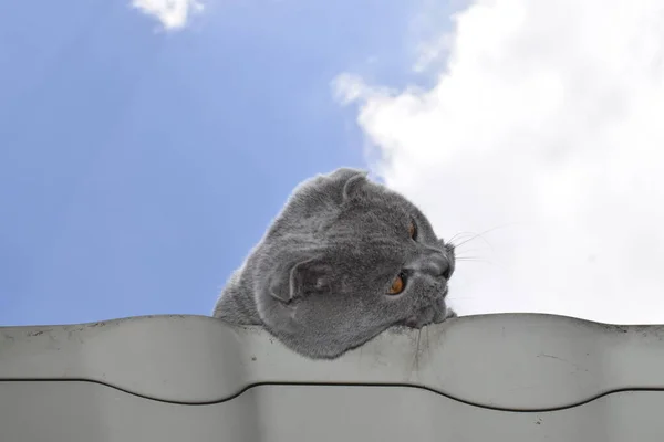Grå Brittisk Katt Med Gulbruna Ögon Ett Metalltak Mot Blå — Stockfoto