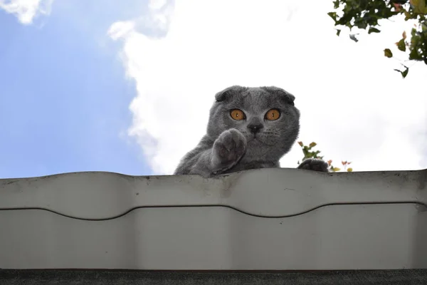 Chat Britannique Gris Aux Yeux Jaune Marron Sur Toit Métallique — Photo