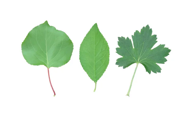 Drei Grüne Blätter Von Obstbäumen Und Beeren Hintereinander Auf Weißem — Stockfoto